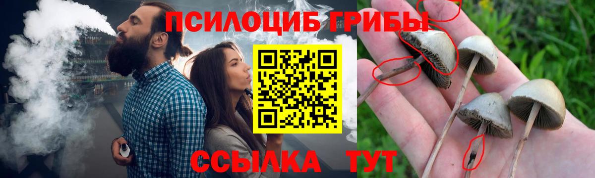 Псилоцибиновые грибы Cubensis  Вход с VPN  Менделеевск 